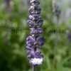 Thumbnail #4 of Salvia farinacea by DaylilySLP