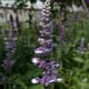 Thumbnail #5 of Salvia farinacea by DaylilySLP