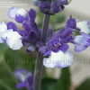 Thumbnail #3 of Salvia farinacea by DaylilySLP