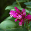 Thumbnail #1 of Salvia puberula by growin