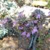 Thumbnail #3 of Salvia  by palmbob