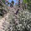 Thumbnail #2 of Salvia  by palmbob