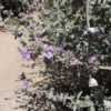 Thumbnail #4 of Salvia  by palmbob