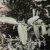 Thumbnail #5 of Salvia  by palmbob