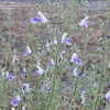 Thumbnail #2 of Salvia candelabrum by ecrane3