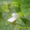 Thumbnail #1 of Salvia mexicana by annette68
