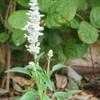 Thumbnail #1 of Salvia farinacea by salvia_lover