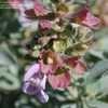 Thumbnail #2 of Salvia dolomitica by palmbob