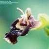 Thumbnail #1 of Salvia evansiana by Gerris2