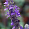 Thumbnail #1 of Salvia farinacea by 4elements