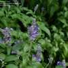 Thumbnail #3 of Salvia farinacea by DaylilySLP