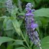 Thumbnail #4 of Salvia farinacea by DaylilySLP