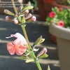 Thumbnail #1 of Salvia coccinea by Marilynbeth