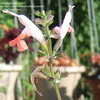 Thumbnail #2 of Salvia coccinea by Marilynbeth