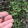 Thumbnail #3 of Salvia munzii by palmbob