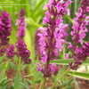 Thumbnail #2 of Salvia nemorosa by cocoajuno