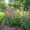 Thumbnail #3 of Salvia nemorosa by GardenGuyKin