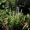 Thumbnail #4 of Salvia farinacea by claypa