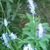 Thumbnail #1 of Salvia farinacea by mystic
