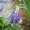 Thumbnail #2 of Salvia farinacea by carolann
