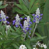 Thumbnail #5 of Salvia farinacea by AnneCS