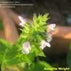 Thumbnail #1 of Salvia merjamie by salvialoveroz