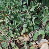 Thumbnail #2 of Salvia sonomensis by palmbob