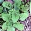 Thumbnail #1 of Salvia napifolia by Gerris2