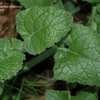 Thumbnail #5 of Salvia napifolia by Gerris2