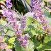 Thumbnail #2 of Salvia napifolia by Gerris2