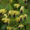 Thumbnail #2 of Salvia bulleyana by Terri1948