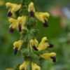 Thumbnail #3 of Salvia bulleyana by Terri1948