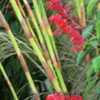 Thumbnail #1 of Salvia splendens by Kell