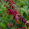 Thumbnail #2 of Salvia splendens by Kell