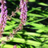 Thumbnail #2 of Salvia nemorosa by dicentra63