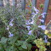 Thumbnail #2 of Salvia patens by ecrane3