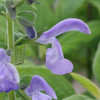 Thumbnail #3 of Salvia patens by AnniesAnnuals