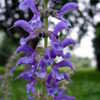 Thumbnail #3 of Salvia transylvanica by tepelus