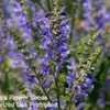 Thumbnail #1 of Salvia transylvanica by turektaylor