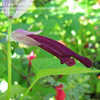 Thumbnail #1 of Salvia splendens by annette68