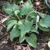 Thumbnail #4 of Salvia nutans by Gerris2