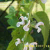 Thumbnail #1 of Salvia staminea by annette68
