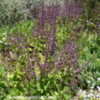 Thumbnail #1 of Salvia judaica by Kell