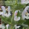Thumbnail #1 of Salvia tingitana by carnivoration