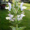 Thumbnail #2 of Salvia tingitana by carnivoration