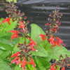 Thumbnail #2 of Salvia coccinea by dicentra63