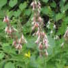 Thumbnail #5 of Salvia coccinea by dicentra63