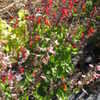 Thumbnail #3 of Salvia coccinea by dicentra63
