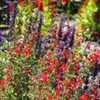 Thumbnail #4 of Salvia coccinea by dicentra63