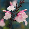 Thumbnail #1 of Salvia greggii by AnniesAnnuals
